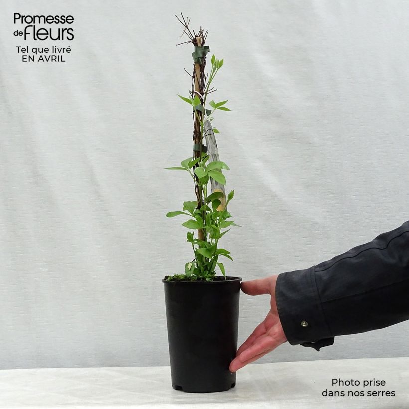 Clematis integrifolia Baby Star 'Zobast' 2L/3L pot sample as delivered in spring