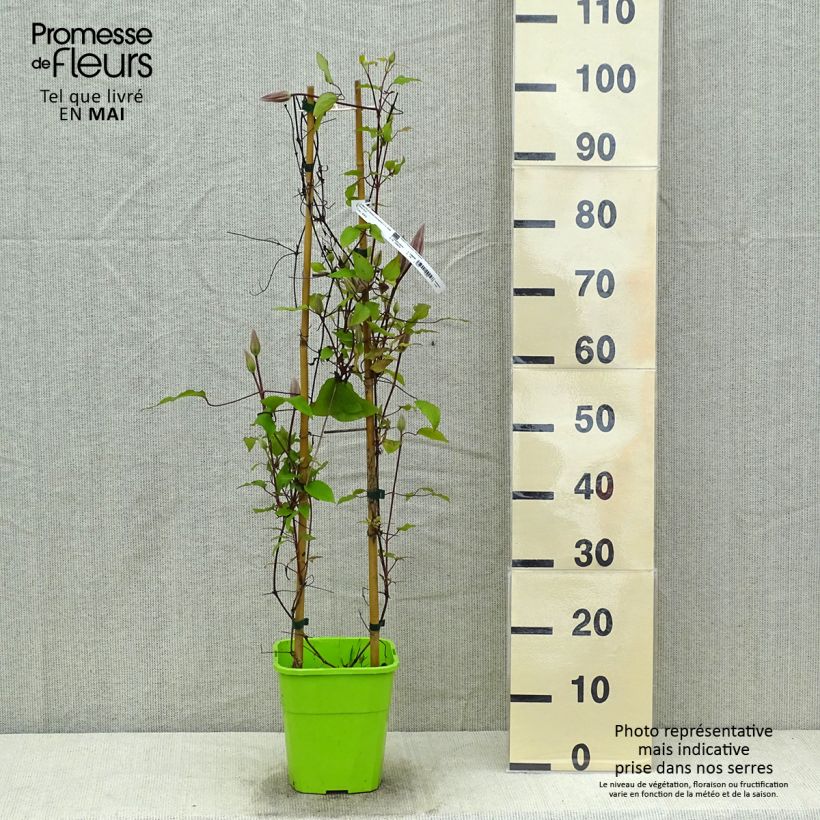 Clematis  Barbara Harrington® 3L/4L pot sample as delivered in spring