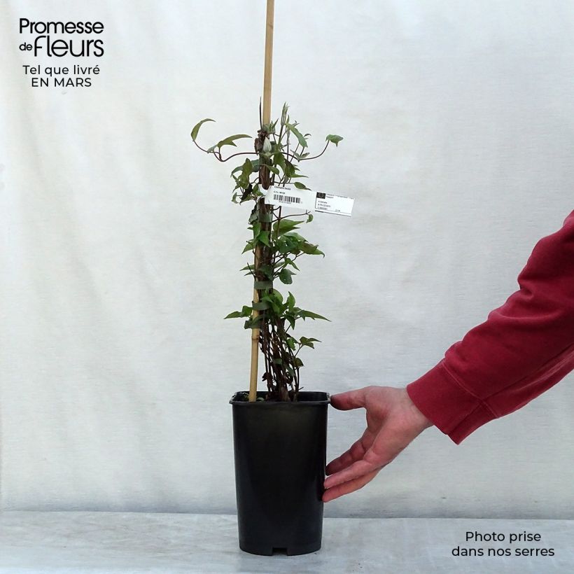 Clematis  Beata 2L/3L pot sample as delivered in spring