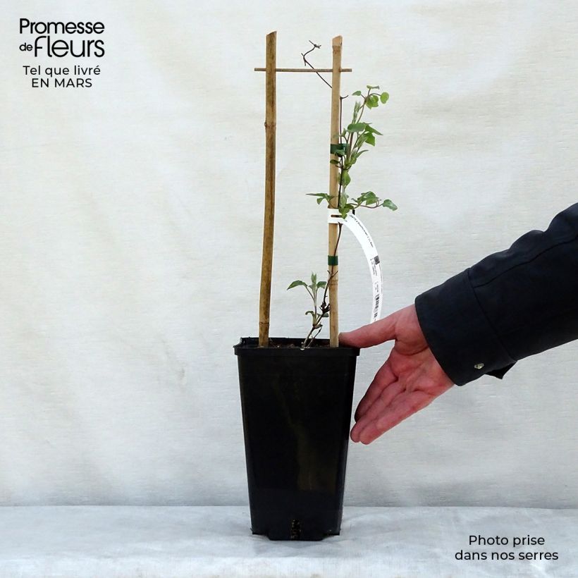 Clematis x patens Beautiful Bride - Early Large-flowered Clematis 2L/3L pot sample as delivered in spring