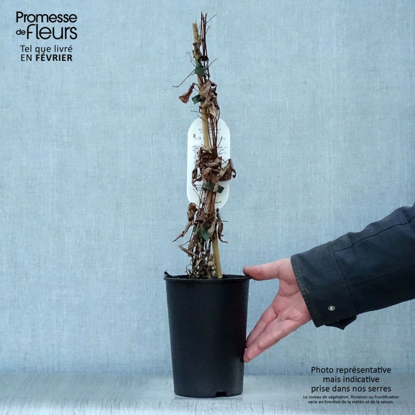 Clematis diversifolia Blue pirouette 2L/3L pot sample as delivered in winter