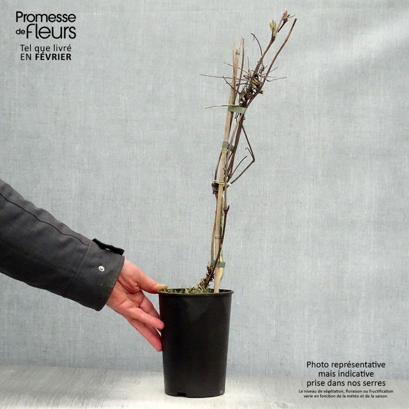 Clematis atragene Brunette 2L/3L pot sample as delivered in winter