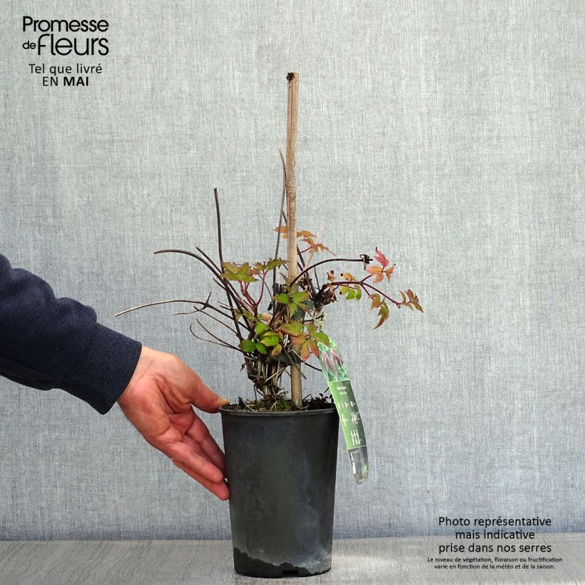 Clematis atragene Brunette 2L/3L pot sample as delivered in spring