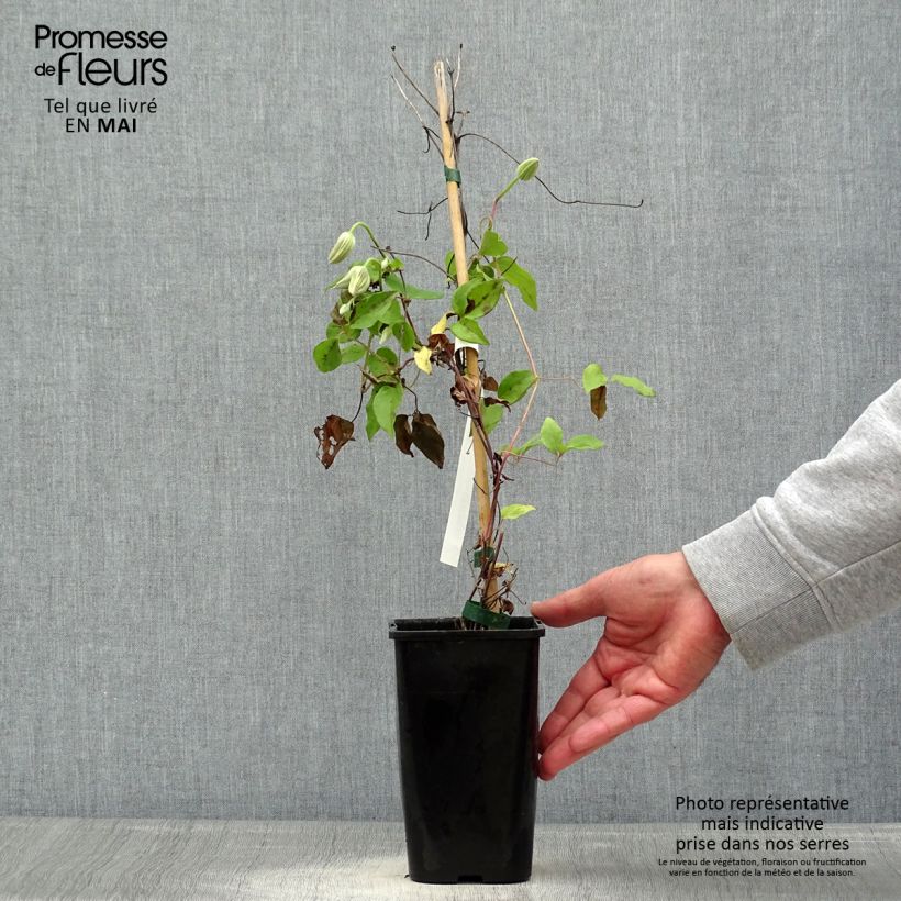 Clematis Cezanne 1.5L/2L pot sample as delivered in spring