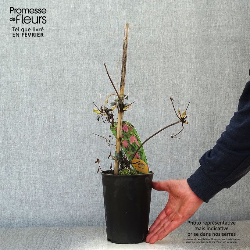 Clematis atragene Columella 2L/3L pot sample as delivered in winter