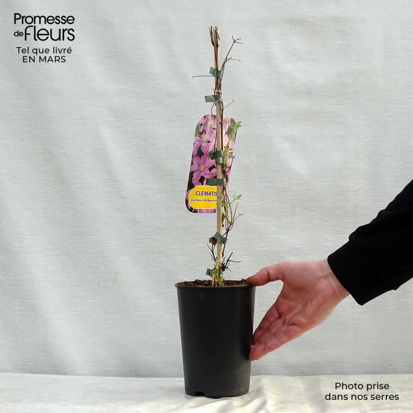 Clematis patens Comtesse de Bouchaud 2L/3L pot sample as delivered in spring