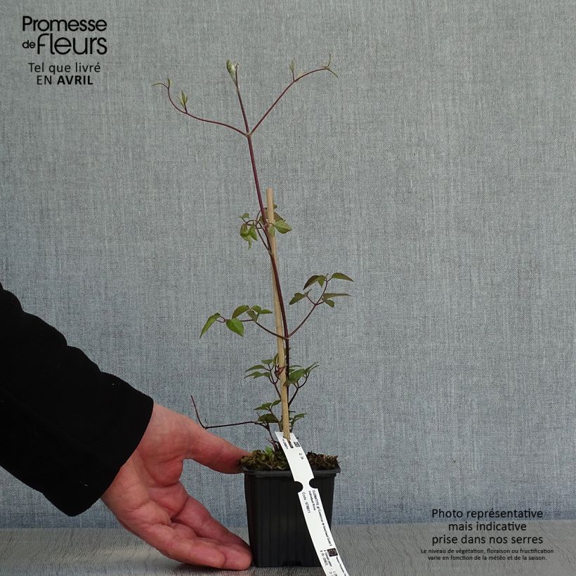 Clematis patens Comtesse de Bouchaud 8/9 cm pot sample as delivered in spring