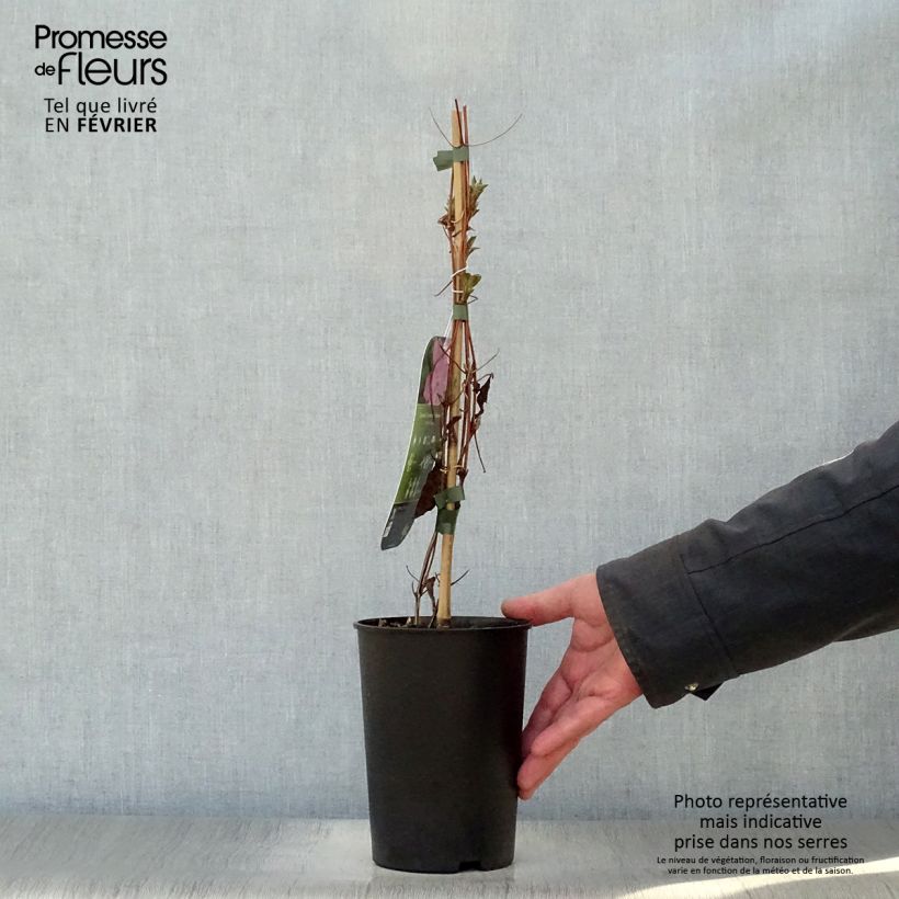 Clematis patens Comtesse de Bouchaud 2L/3L pot sample as delivered in winter