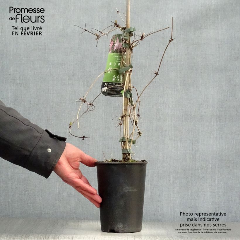 Clematis atragene Country Rose 2L/3L pot sample as delivered in winter