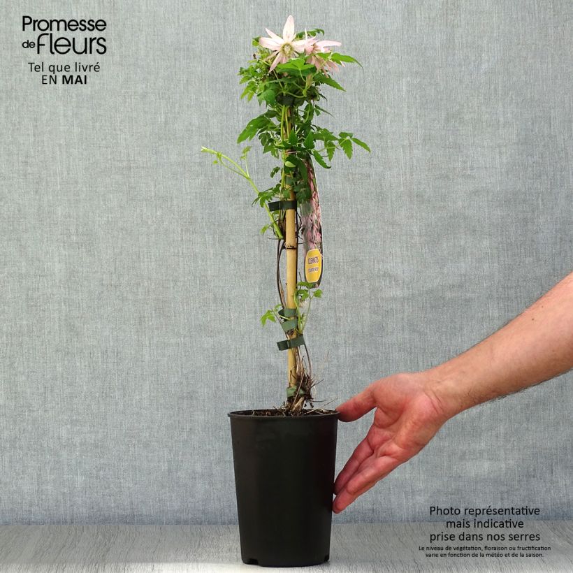 Clematis atragene Country Rose 2L/3L pot sample as delivered in spring