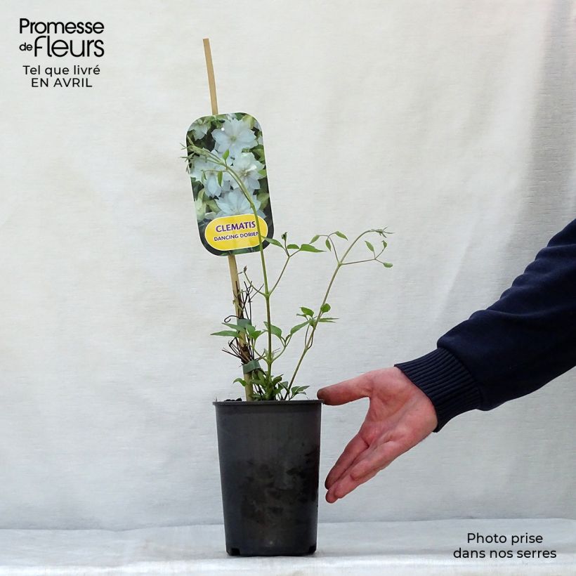 Clematis patens Dancing Dorien  2L/3L pot sample as delivered in spring