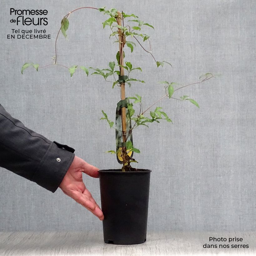 Clematis patens Dancing Dorien  2L/3L pot sample as delivered in winter