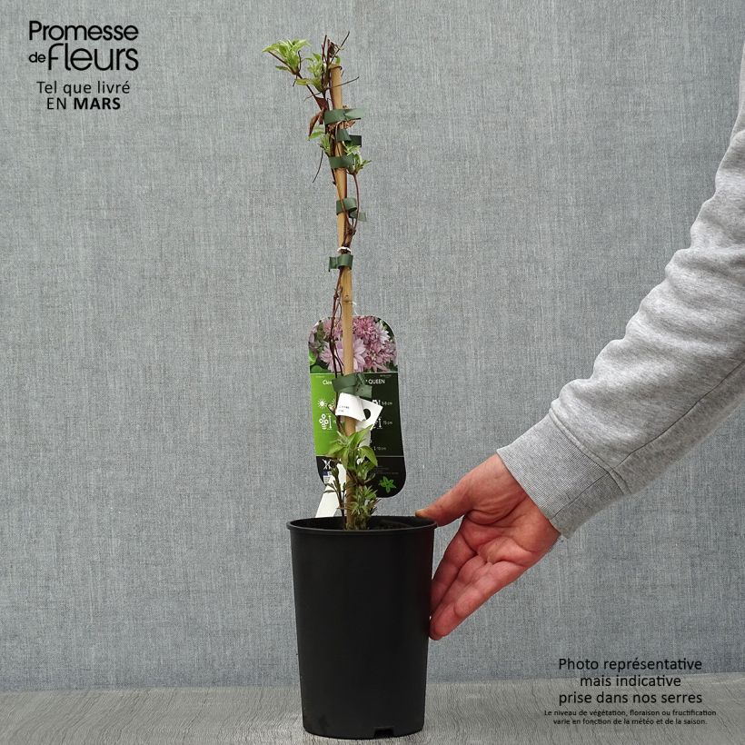 Clematis patens Dancing Queen 2L/3L pot sample as delivered in winter
