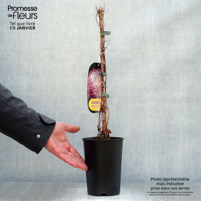 Clematis patens Dancing Smile 2L/3L pot sample as delivered in winter