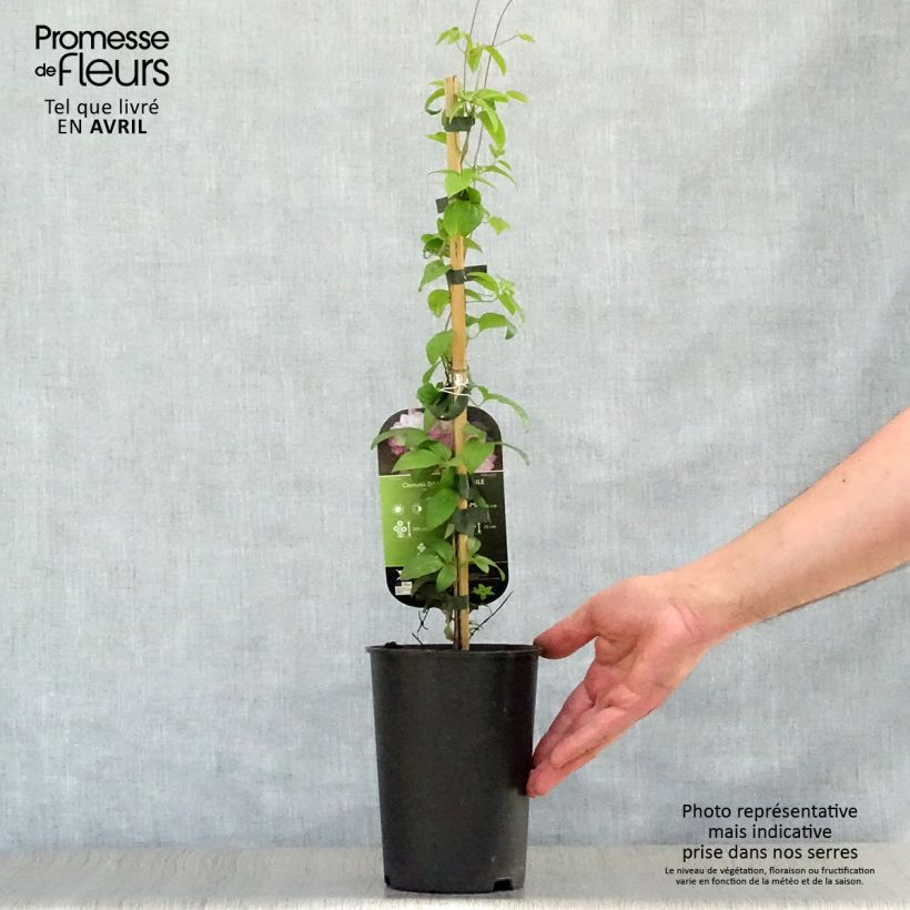 Clematis patens Dancing Smile 2L/3L pot sample as delivered in spring