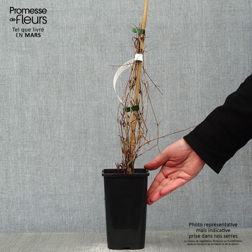 Clematis  Destiny 1.5L/2L pot sample as delivered in winter