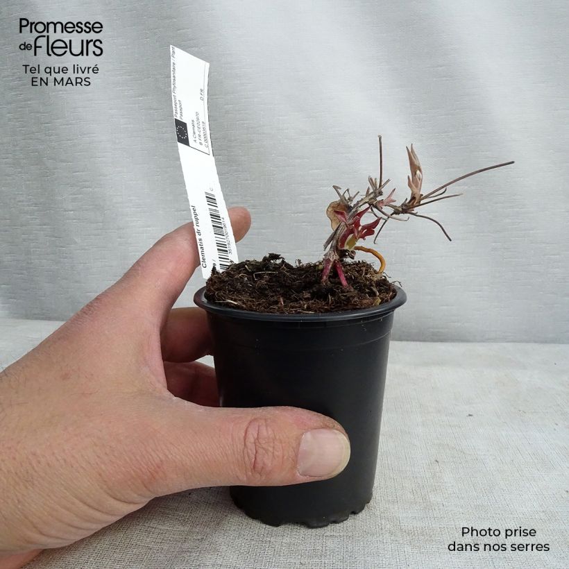 Clematis patens Doctor Ruppel 8/9 cm pot sample as delivered in winter