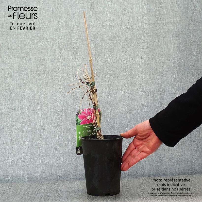 Clematis patens Doctor Ruppel 2L/3L pot sample as delivered in winter