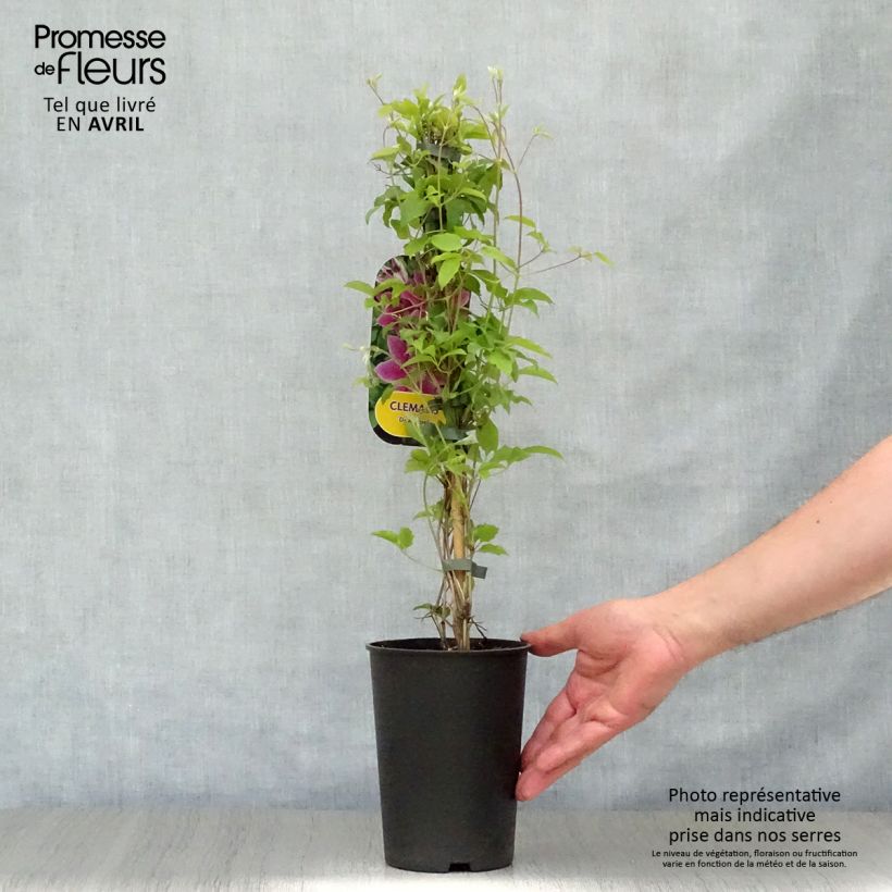 Clematis patens Doctor Ruppel 2L/3L pot sample as delivered in spring