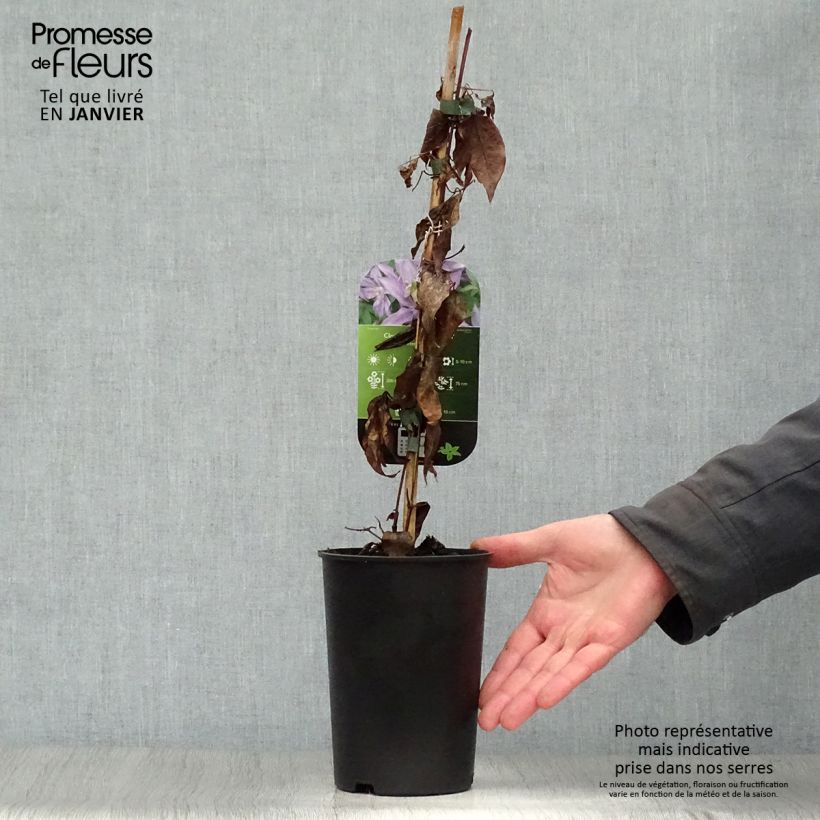 Clematis Dorothy Walton 1.5L/2L pot sample as delivered in winter