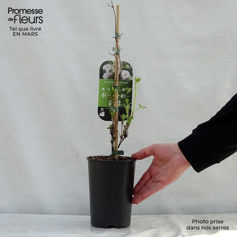 Clematis patens Duchess of Edinburgh 2L/3L pot sample as delivered in spring