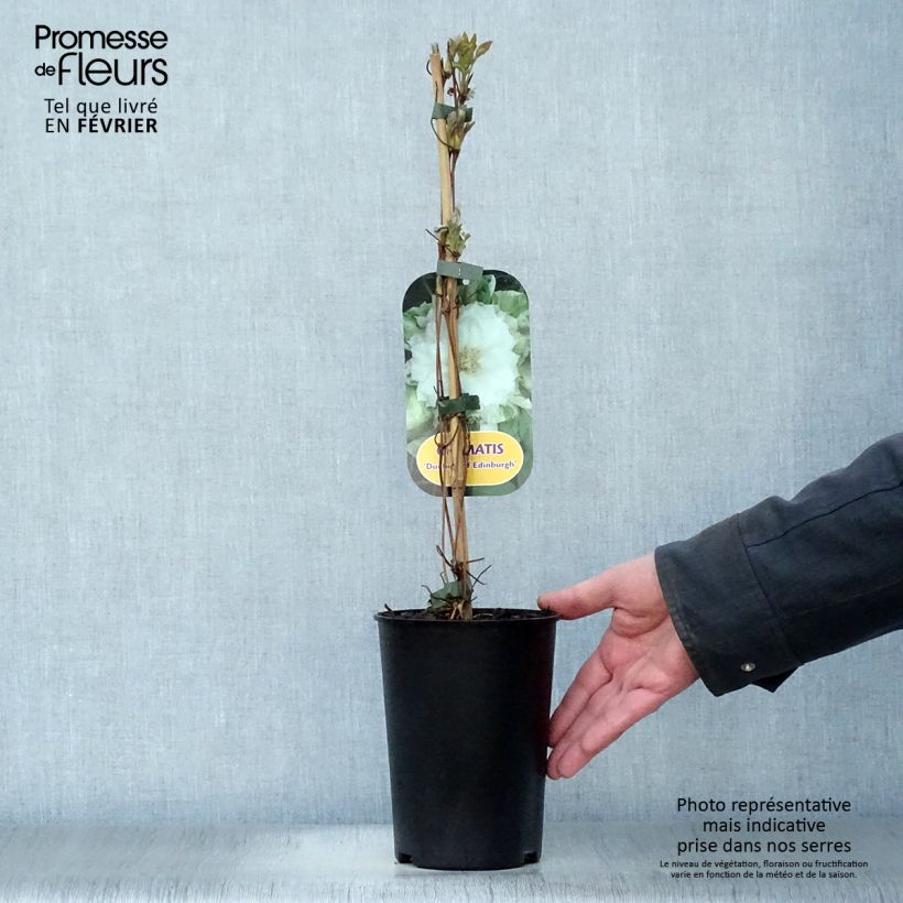 Clematis patens Duchess of Edinburgh 2L/3L pot sample as delivered in winter