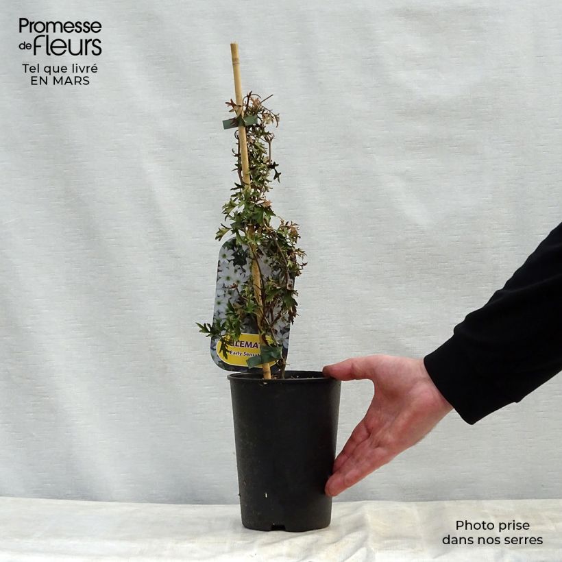 Clematis x cartmanii Early Sensation 2L/3L pot sample as delivered in spring