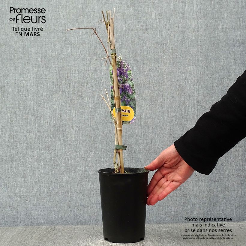 Clematis integrifolia x viticella Eriostemon 2L/3L pot sample as delivered in winter