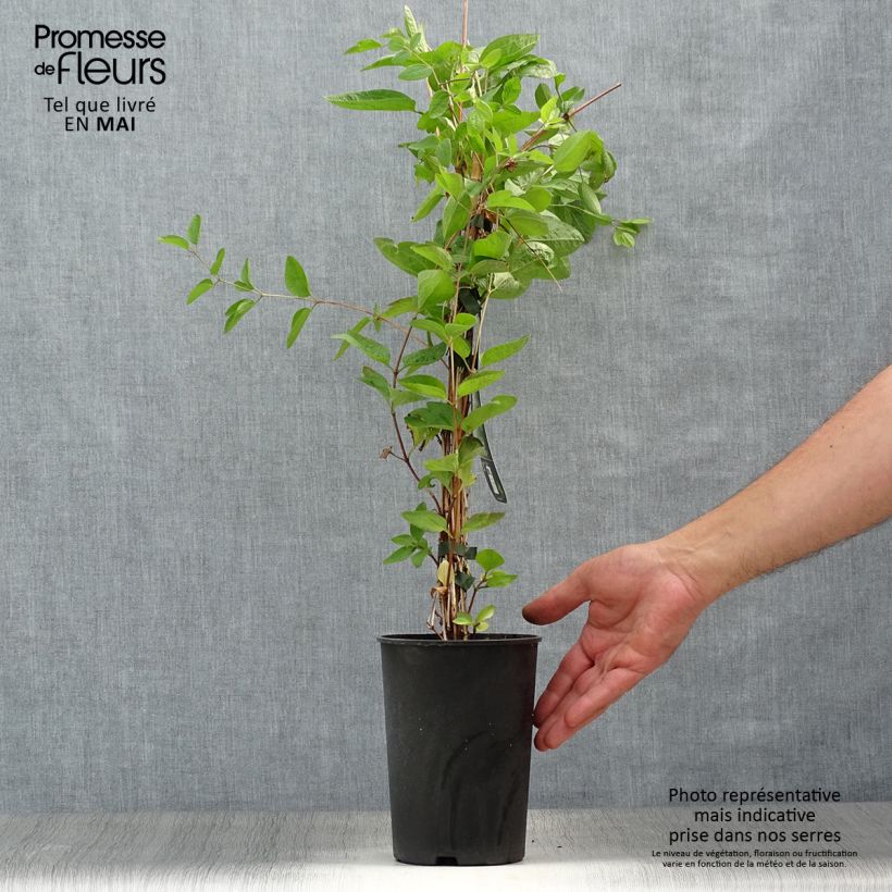 Clematis integrifolia x viticella Eriostemon 2L/3L pot sample as delivered in spring