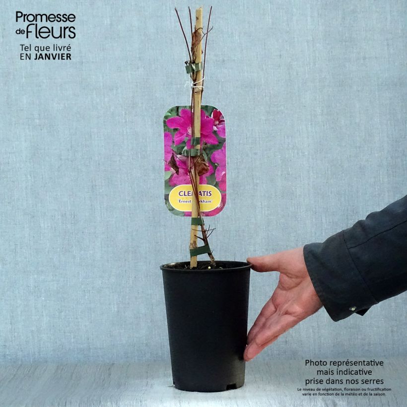Clematis viticella Ernest Marckham 2L/3L pot sample as delivered in winter