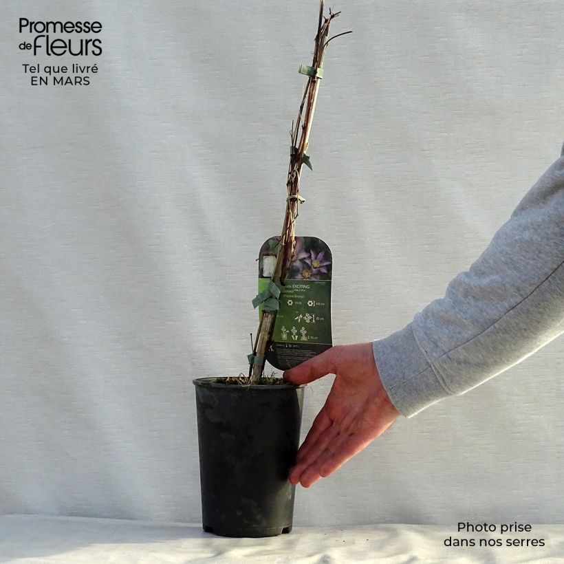 Clematis patens Exciting 2L/3L pot sample as delivered in spring