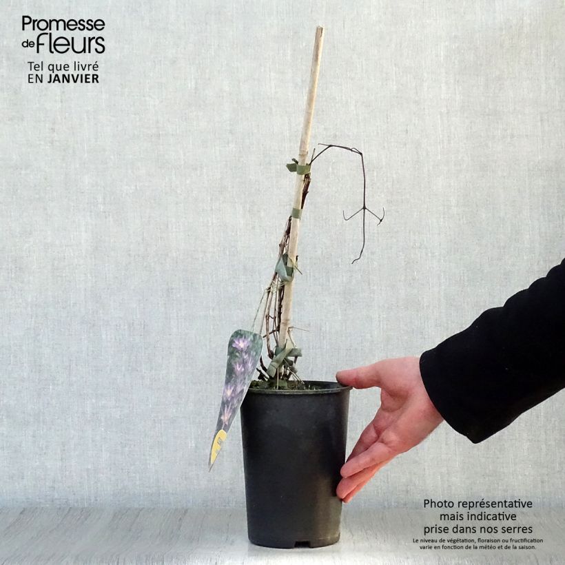 Clematis patens Exciting 2L/3L pot sample as delivered in winter