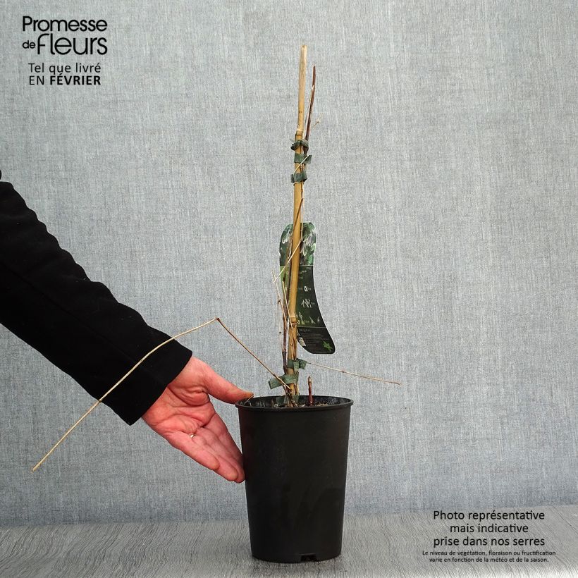 Clematis diversifolia Fascination 2L/3L pot sample as delivered in winter