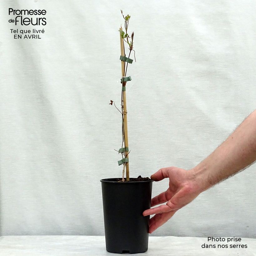 Clematis florida Fond Memories 2L/3L pot sample as delivered in spring