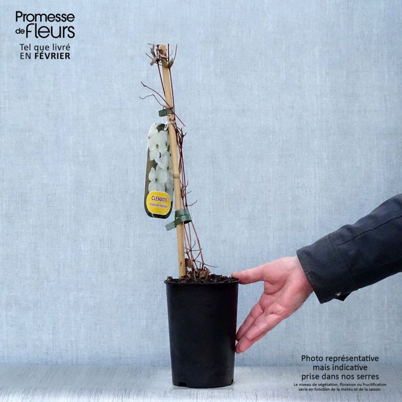 Clematis jackmanii Forever Friends   2L/3L pot sample as delivered in winter