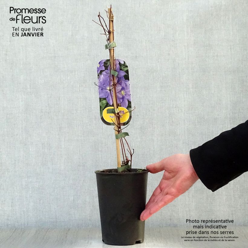 Clematis patens Fujimusume 2L/3L pot sample as delivered in winter
