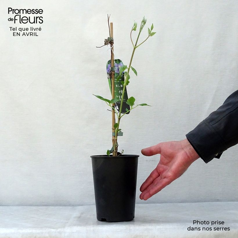 Clematis patens General Sikorski 2L/3L pot sample as delivered in spring