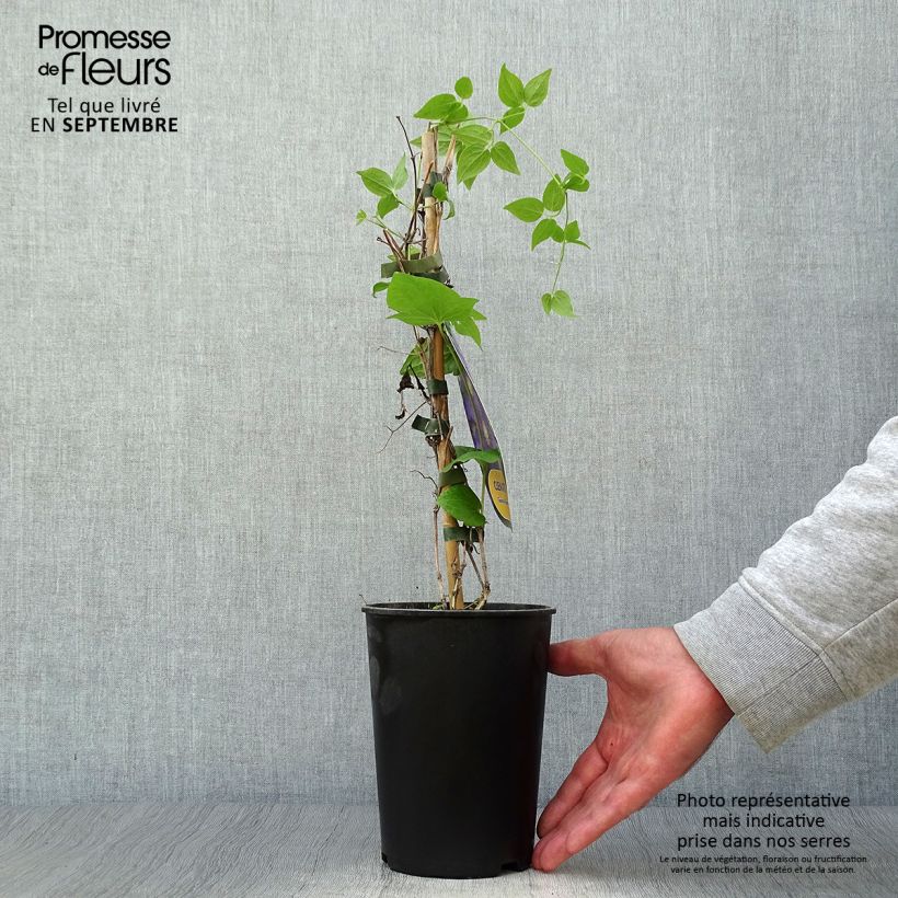 Clematis patens General Sikorski 2L/3L pot sample as delivered in autumn
