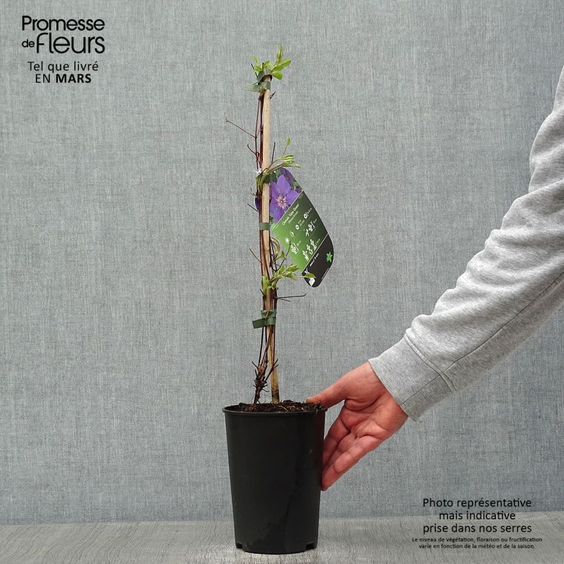 Clematis Gipsy Queen 2L/3L pot sample as delivered in winter