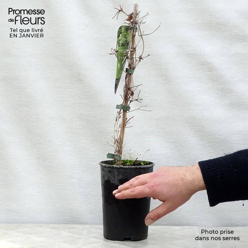 Clematis x patens Green Passion 2L/3L pot sample as delivered in winter