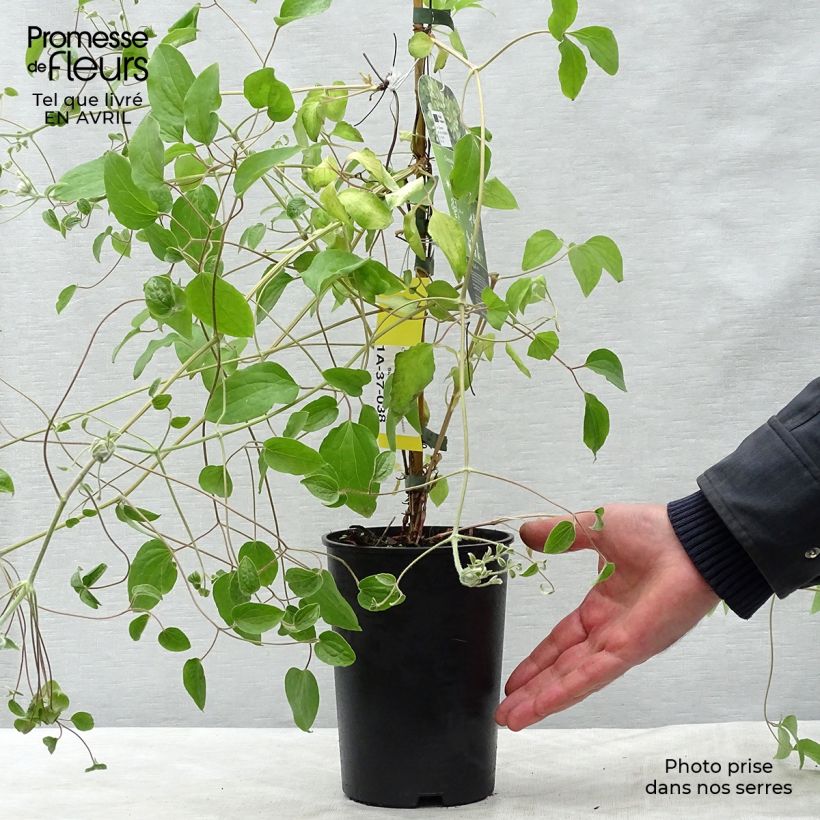 Clematis x patens Green Passion 2L/3L pot sample as delivered in spring