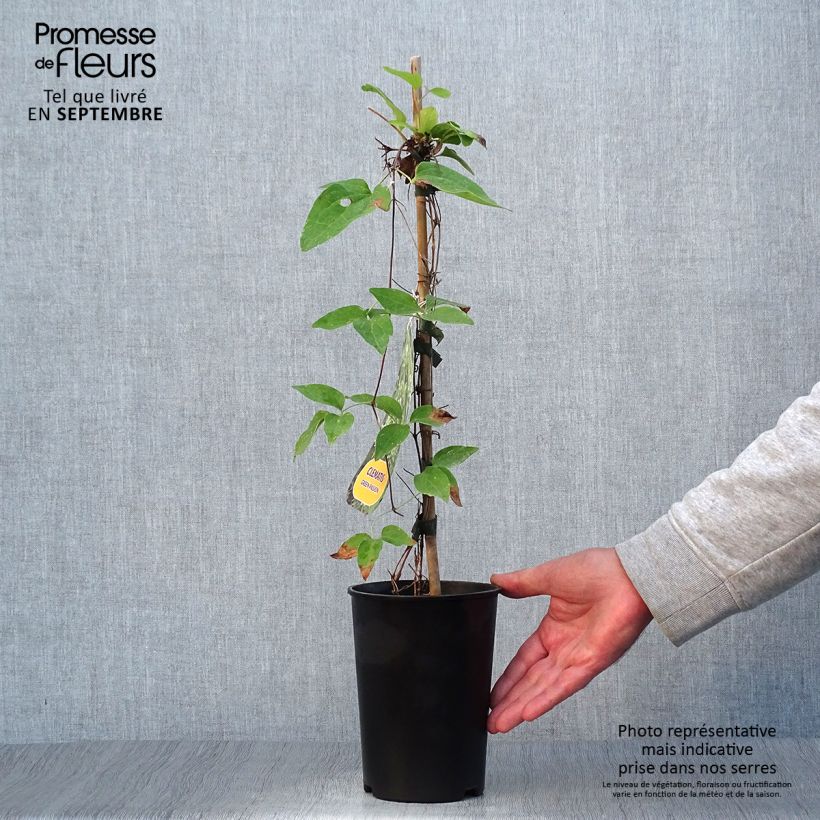 Clematis x patens Green Passion 2L/3L pot sample as delivered in autumn