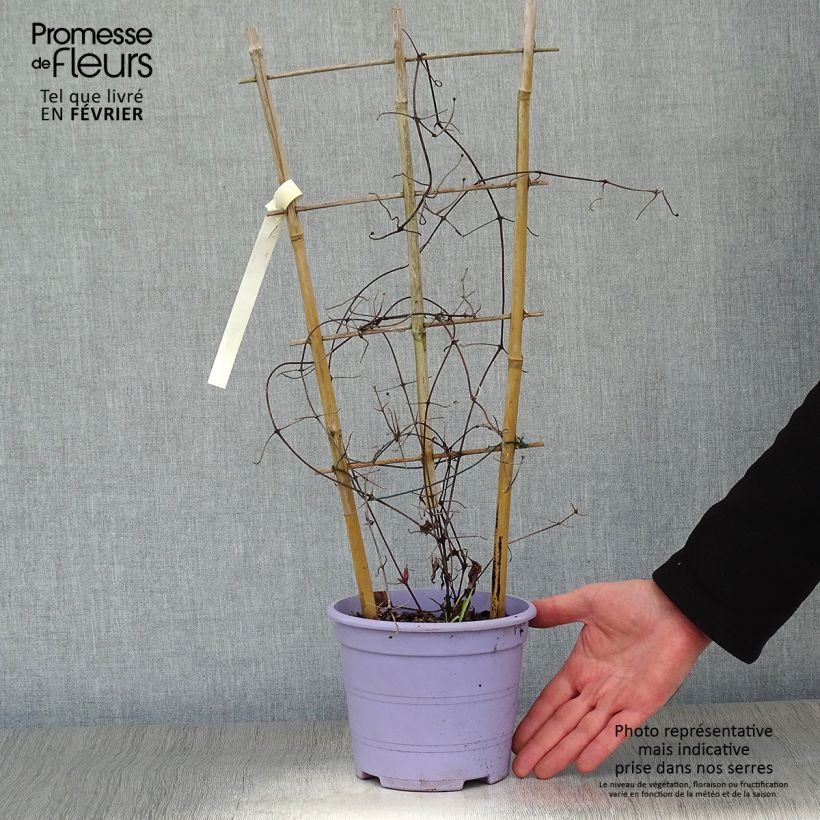 Clematis  Guiding Promise™ 2L/3L pot sample as delivered in winter