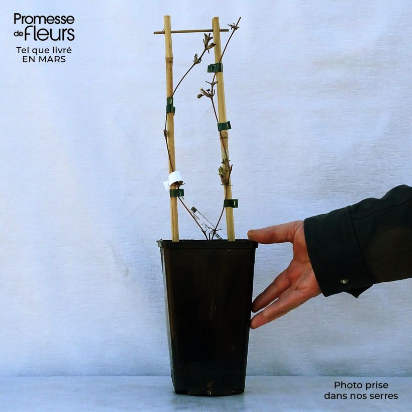 Clematis H. F. Young 1.5L/2L pot sample as delivered in spring