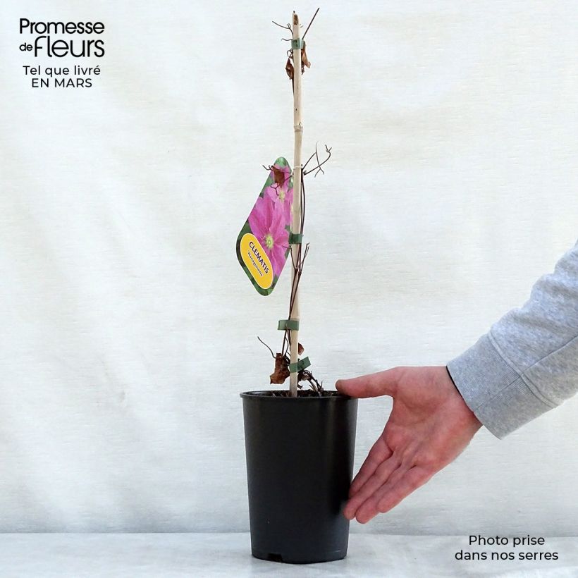 Clematis patens Hanagurama 2L/3L pot sample as delivered in spring