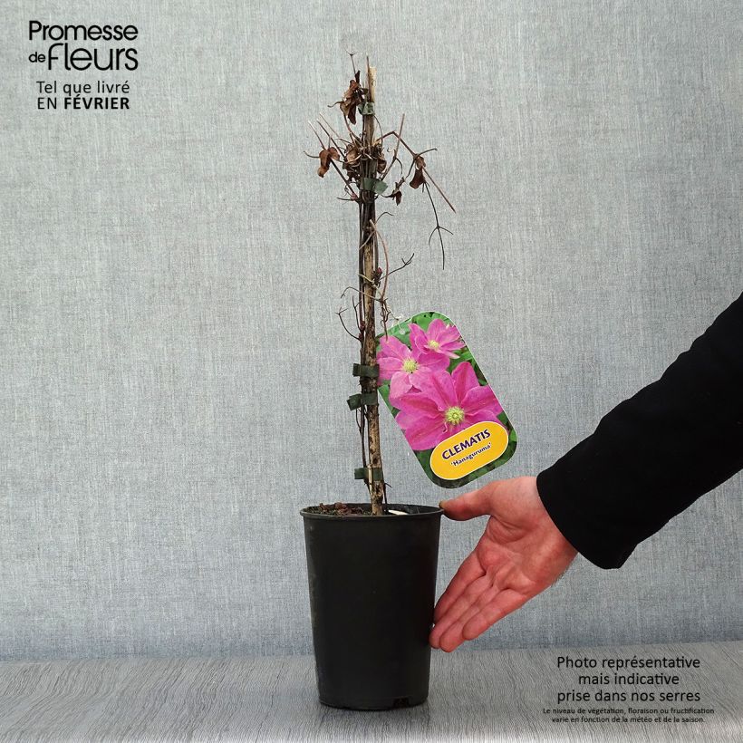 Clematis patens Hanagurama 2L/3L pot sample as delivered in winter