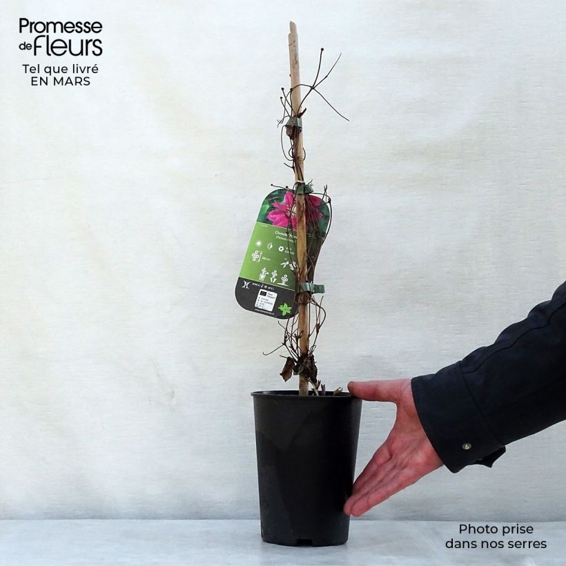 Clematis Hania 1.5L/2L pot sample as delivered in spring