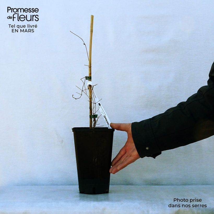 Clematis Hania 2L/3L pot sample as delivered in spring