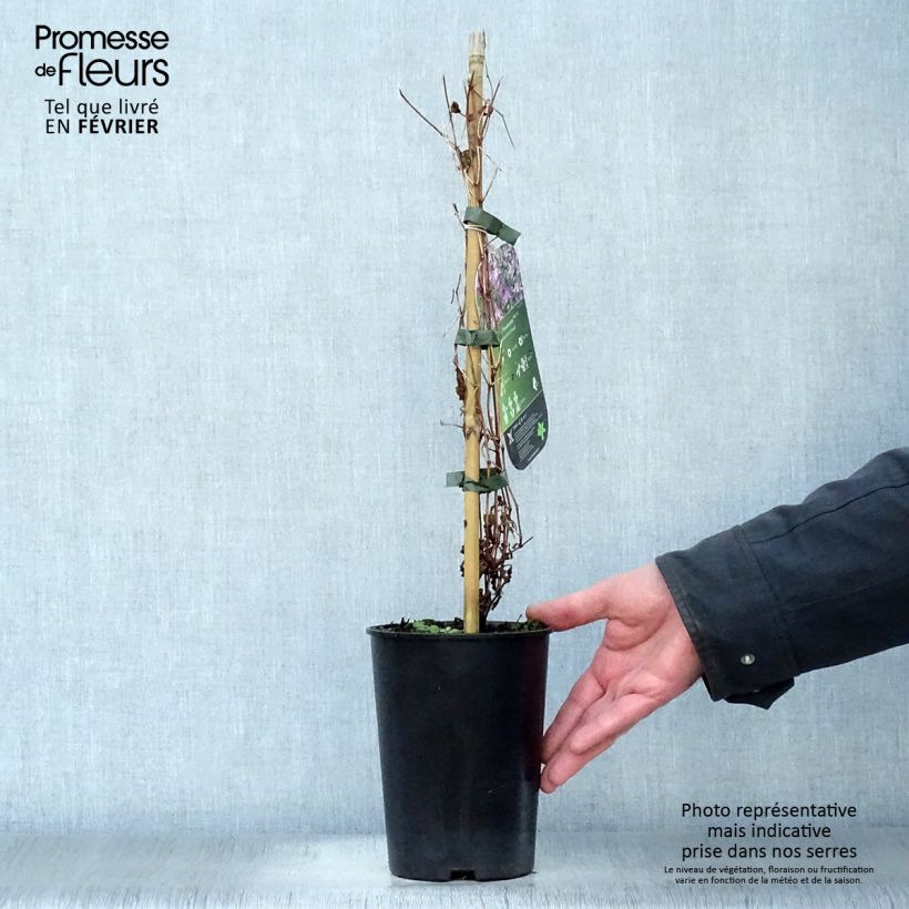 Clematis x diversifolia Hendryetta 2L/3L pot sample as delivered in winter