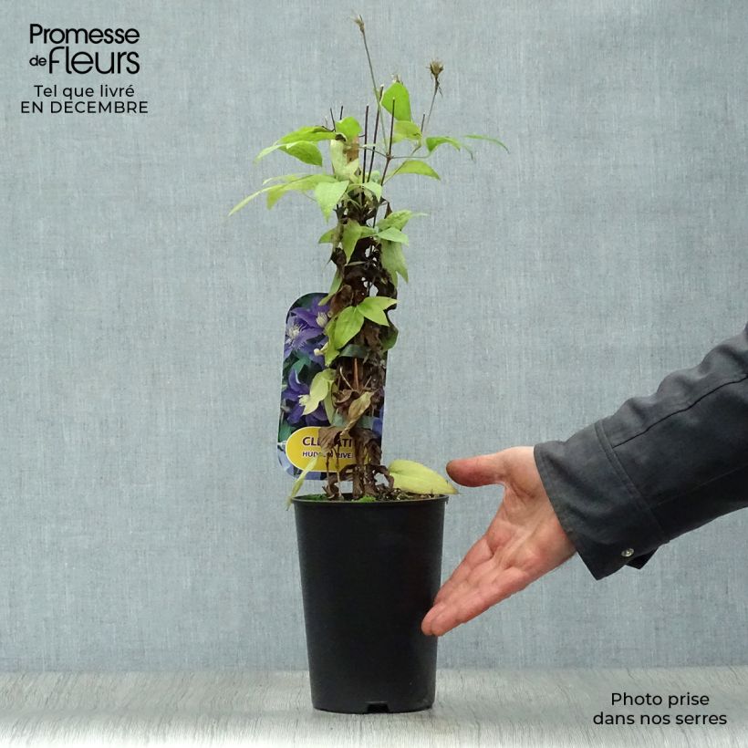 Clematis diversifolia Hudson River ®ZO 06137 2L/3L pot sample as delivered in winter